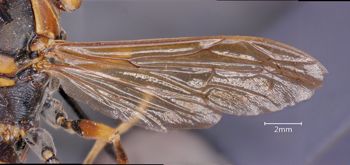 Media type: image;   Entomology 33179 Aspect: wing